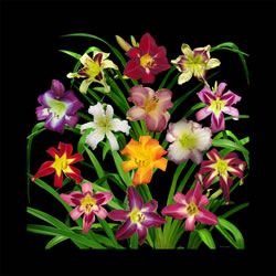 display of daylilies II black 20x20b.jpg